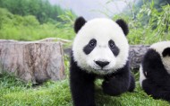 快乐玩耍的熊猫图片(5张)