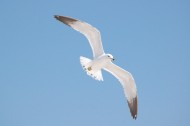 飞翔的海鸥图片(17张)