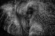 憨厚的大象图片(20张)