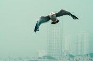 飞翔的海鸥图片(11张)