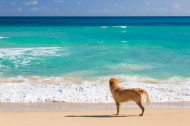 沙滩上的狗狗图片(15张)