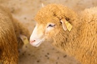 温顺的绵羊图片(11张)