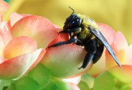 黄蜂图片(12张)