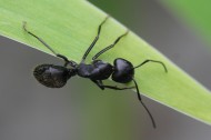 蚂蚁图片(8张)