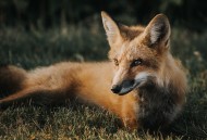 神秘灵气的狐狸图片(10张)