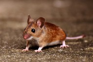 可爱的小老鼠图片(12张)