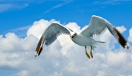 飞翔的海鸥高清图片(13张)