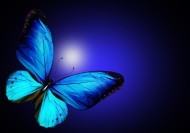 美丽的蝴蝶图片(6张)