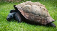 行动缓慢的乌龟图片(12张)