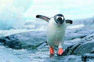 高清企鹅跳水图片(12张)