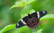 美丽的蝴蝶图片(23张)