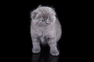 可爱的小猫咪图片(10张)
