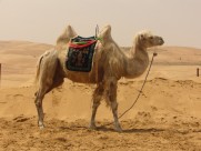 骆驼高清图片(15张)