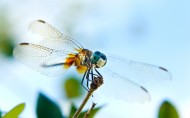蜻蜓图片(9张)