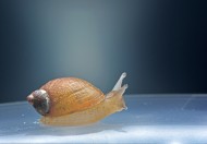 爬行的蜗牛高清特写图片(8张)