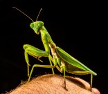 绿色霸道的螳螂图片(14张)