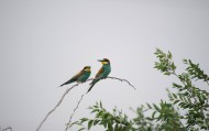 可爱的黄喉蜂虎鸟类图片(9张)