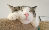 懒睡的可爱小猫图片(16张)