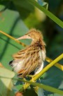 黄苇鳽幼鸟图片(14张)