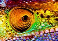 蜥蜴变色龙图片  (12张)