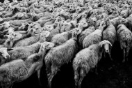 羊群图片(17张)