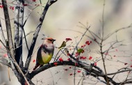 树上的太平鸟图片(11张)
