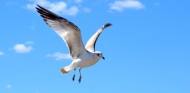 翱翔的海鸥图片(10张)