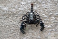 有毒的蝎子图片(15张)