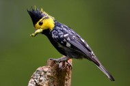 黄颊山雀鸟类图片(8张)