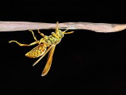 各种昆虫微距摄影图片(19张)
