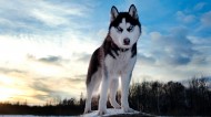 雪橇犬哈士奇图片(27张)