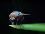 苍蝇微距图片(15张)