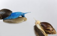 彩色的蜗牛图片(11张)