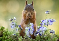 可爱的松鼠动物图片(15张)