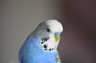 蓝灰色的虎皮鹦鹉图片(15张)