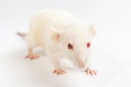 可爱的小白鼠图片(10张)