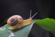 微距蜗牛图片(8张)