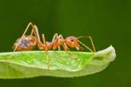 植物上蚂蚁图片(9张)