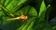 蜻蜓图片(11张)