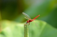 荷上的红蜻蜓图片(10张)