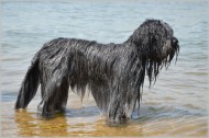 在水中玩耍的牧羊犬图片(10张)
