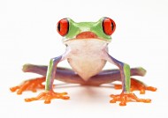 青蛙图片(27张)