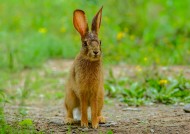 野兔图片(5张)