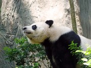 国宝大熊猫图片(13张)