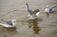 水上游玩的海鸥图片(10张)