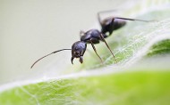 蚂蚁微距图片(10张)