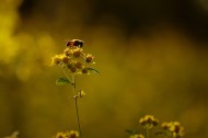 夕阳下采蜜的蜜蜂图片(15张)
