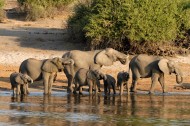 成群结队的大象图片(14张)