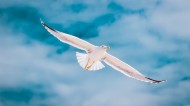 天空中飞翔的海鸥图片(14张)