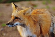 可爱狐狸图片(14张)